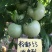 粉都53无限生长型粉红果番茄种子耐低口感好抗病无畸形果产