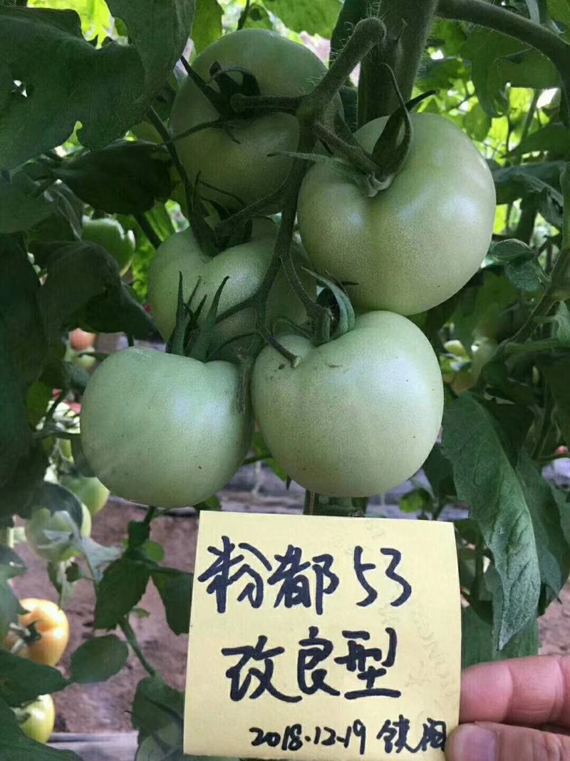 粉都53无限生长型粉红果番茄种子耐低口感好抗病无畸形果产