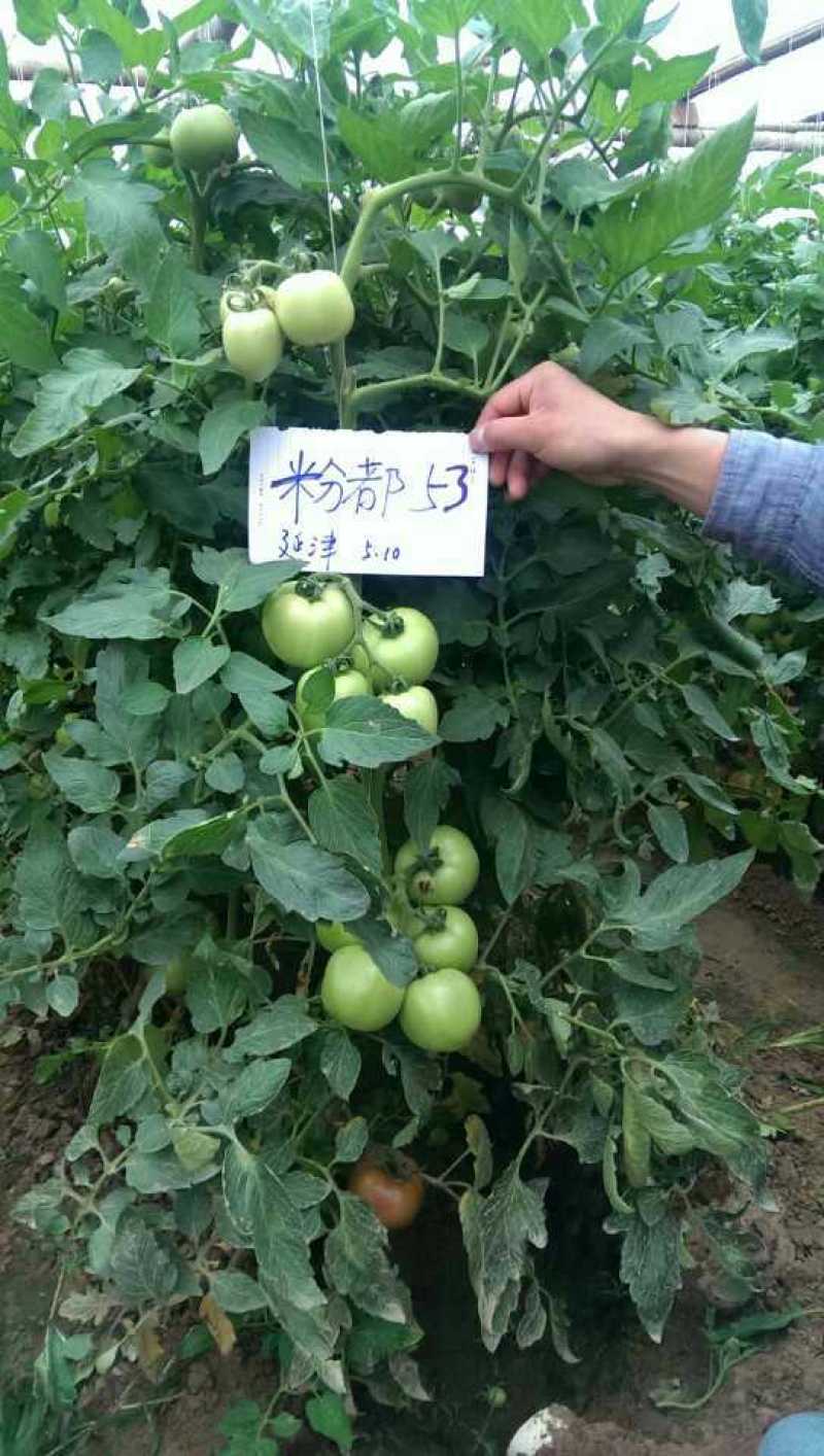 粉都53无限生长型粉红果番茄种子耐低口感好抗病无畸形果产
