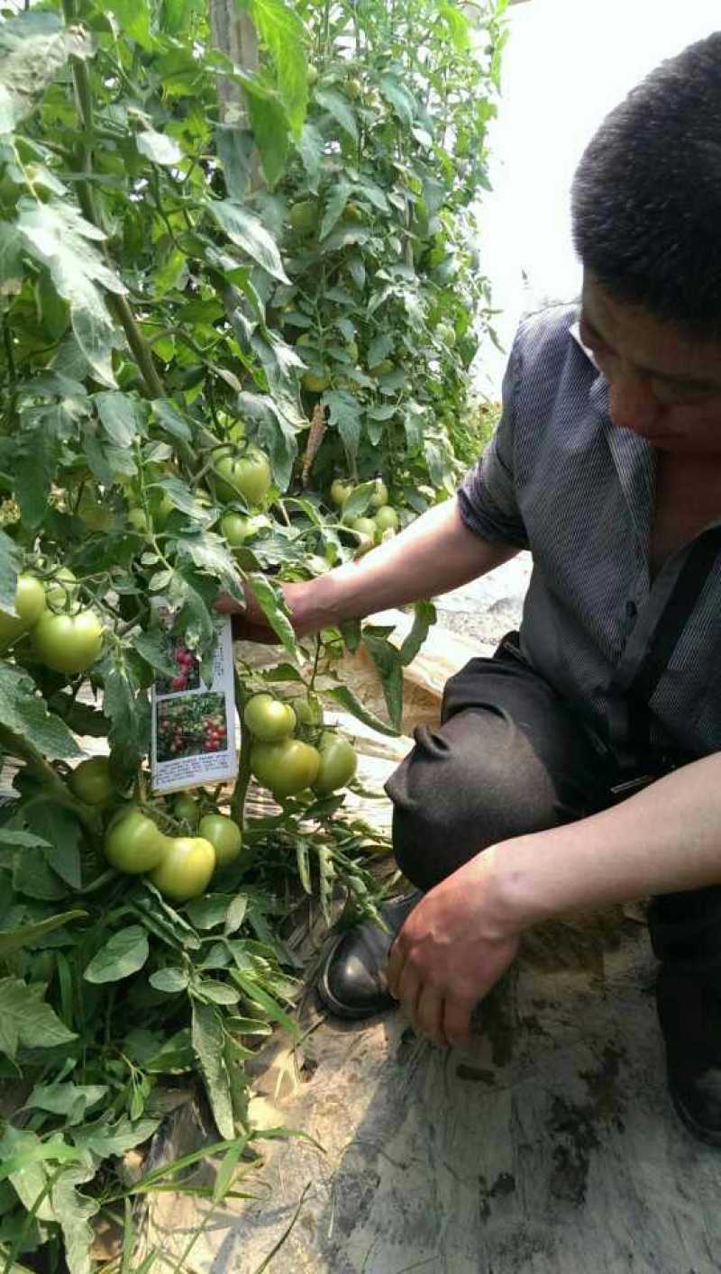 粉都53无限生长型粉红果番茄种子耐低口感好抗病无畸形果产