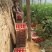 粉都53无限生长型粉红果番茄种子耐低口感好抗病无畸形果产