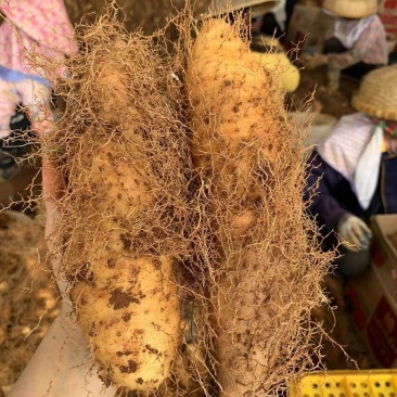 毛薯，甜薯