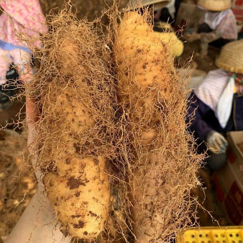 毛薯，甜薯