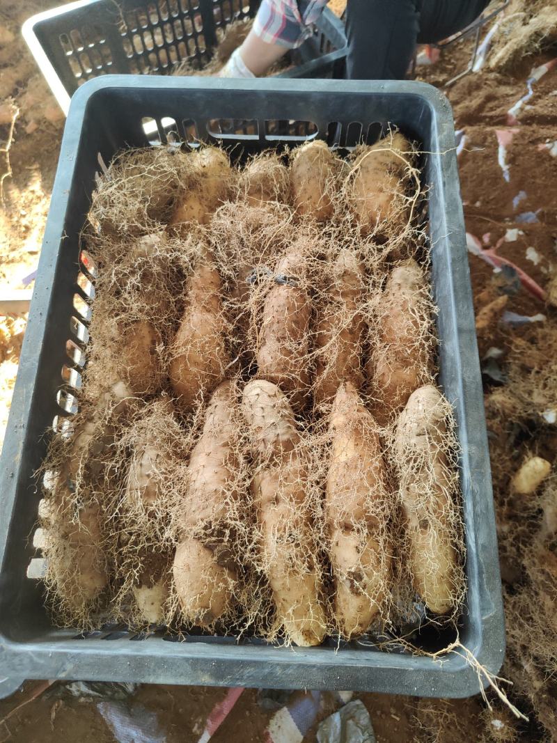 毛薯，甜薯