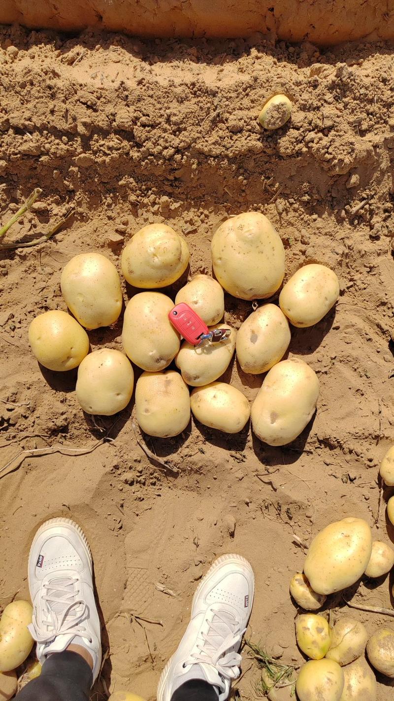陕北沙地黄心土豆，V7，正在大量出货