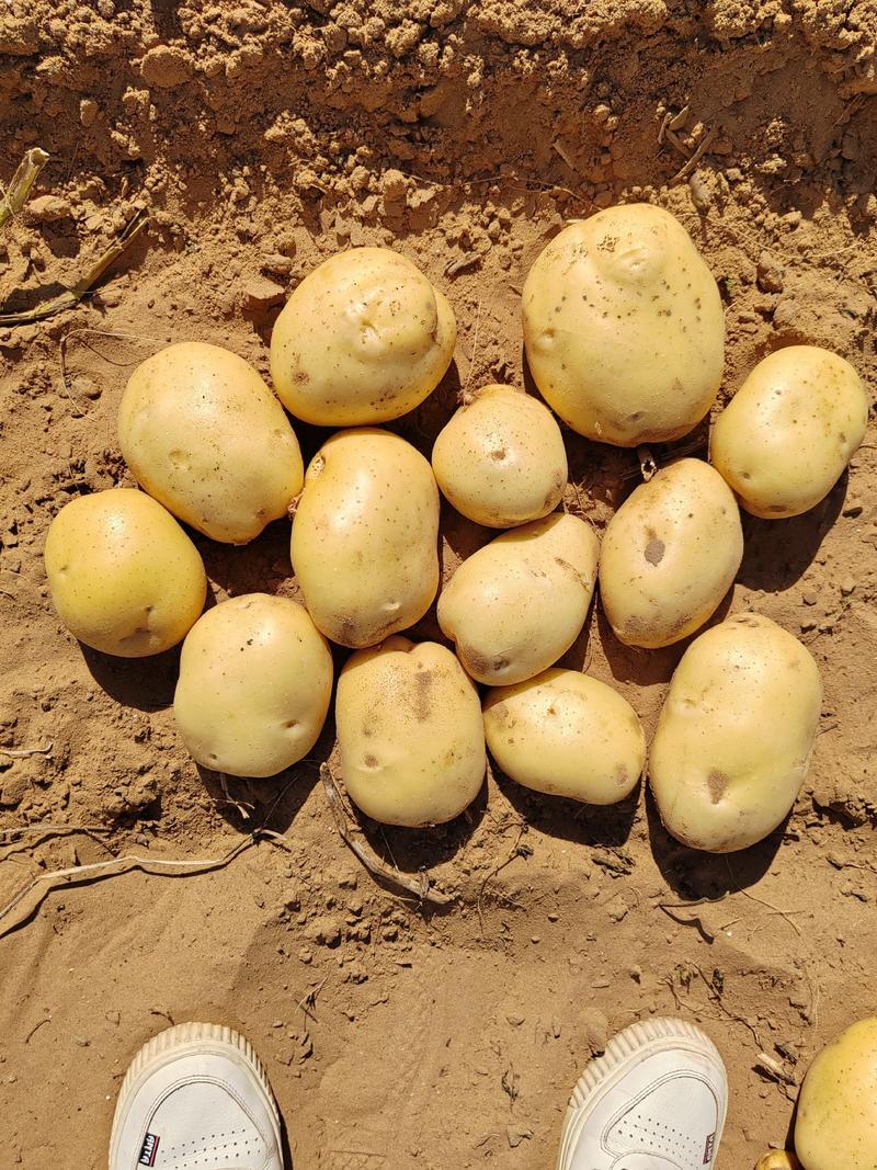 陕北沙地黄心土豆，V7，正在大量出货