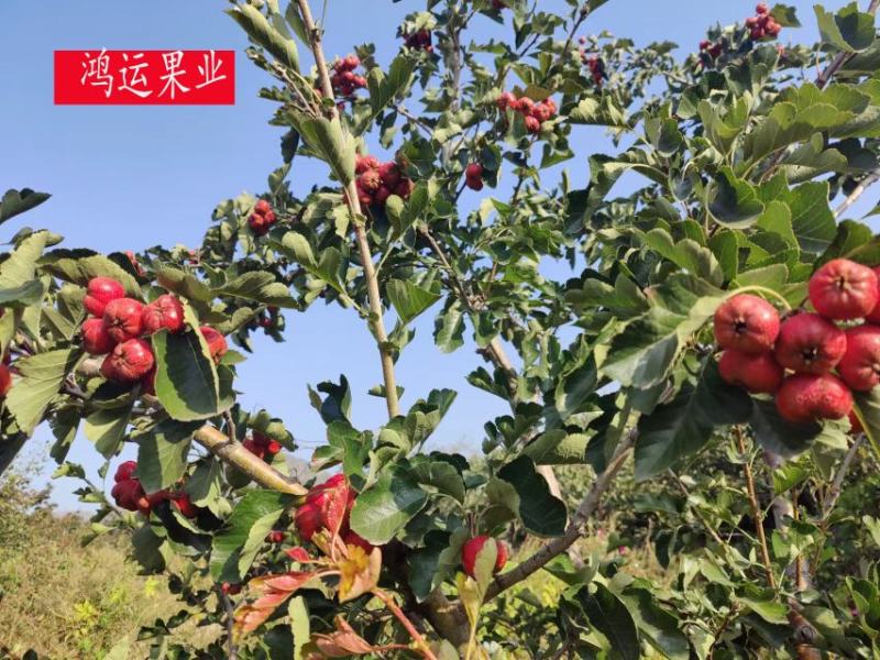 河北秋果大量上市，质量保证，有需要的老板速速联系！