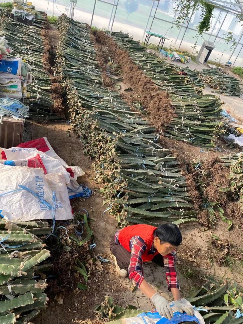 优质红心火龙果种苗供应