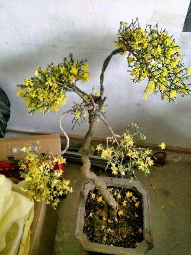 迎春花苗【春天的花，花开密集，美丽壮观】