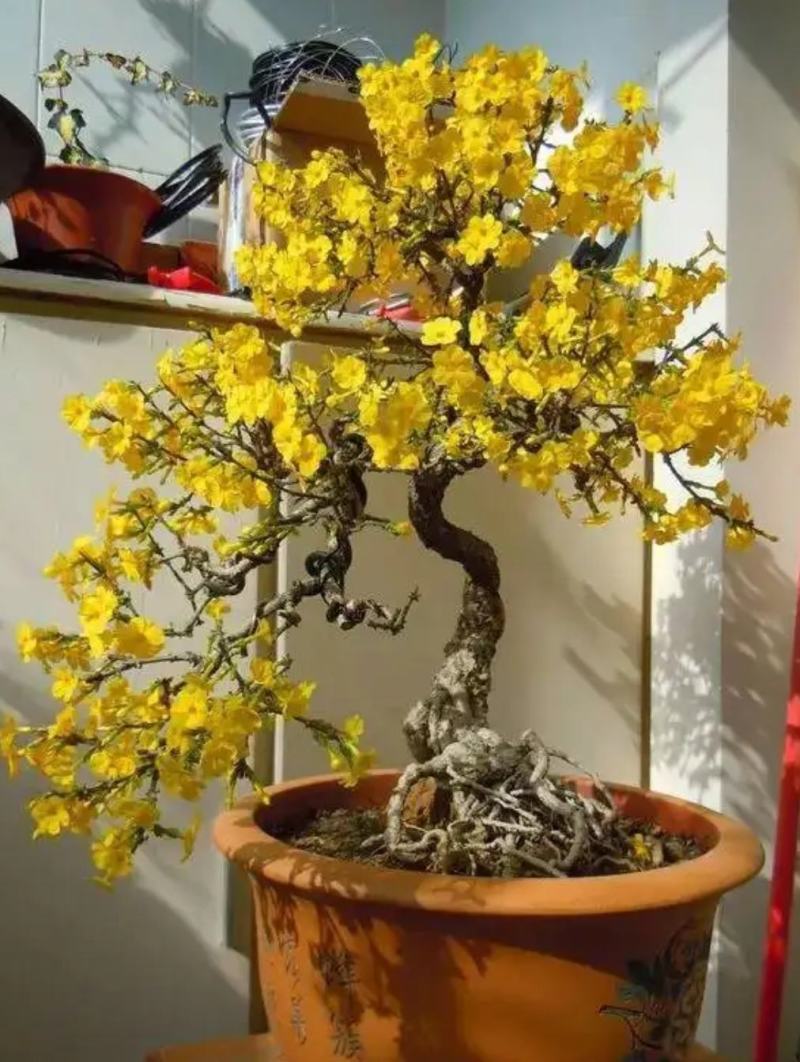 迎春花苗【春天的花，花开密集，美丽壮观】
