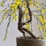 迎春花苗【春天的花，花开密集，美丽壮观】