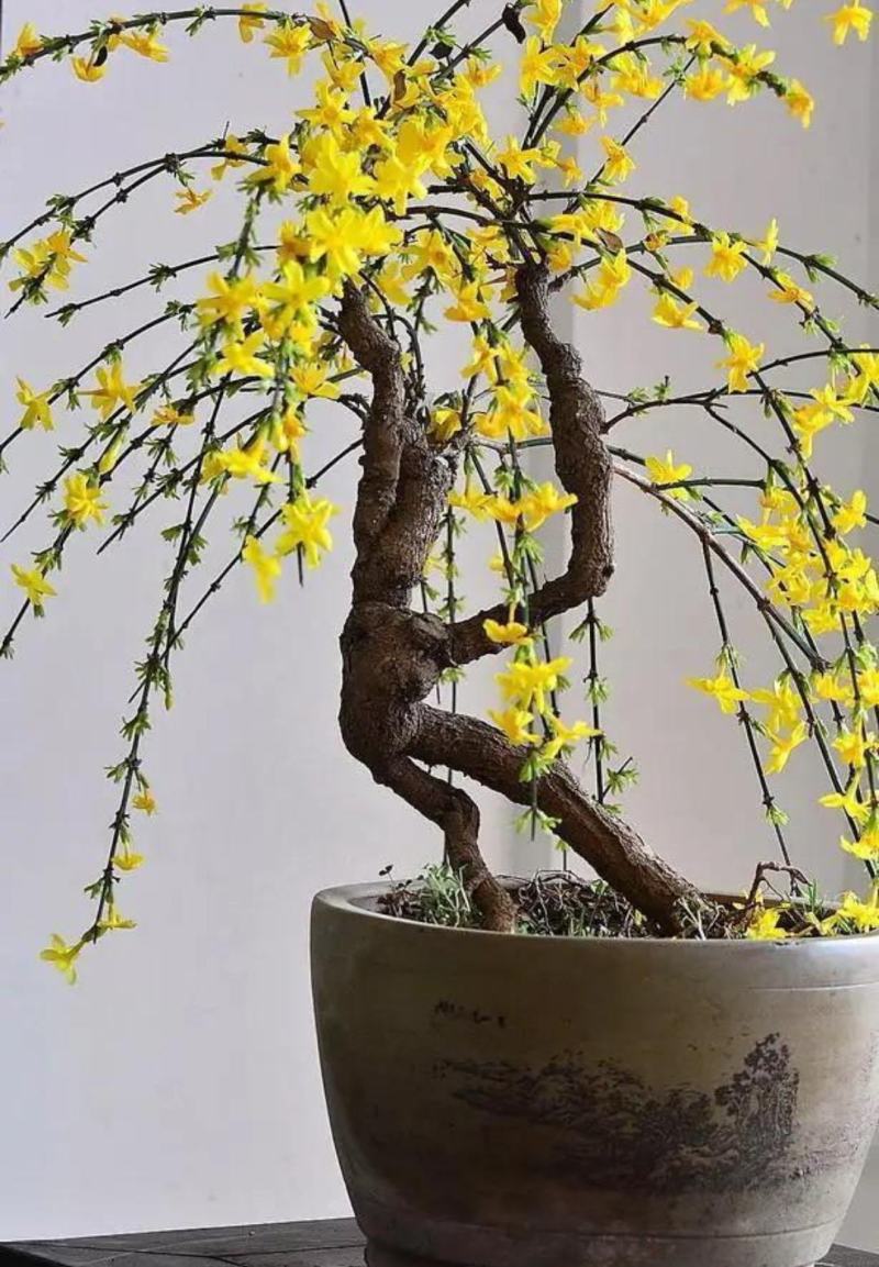 迎春花苗【春天的花，花开密集，美丽壮观】