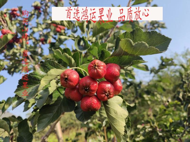 河北秋果大量上市，质量保证，有需要的老板速速联系！