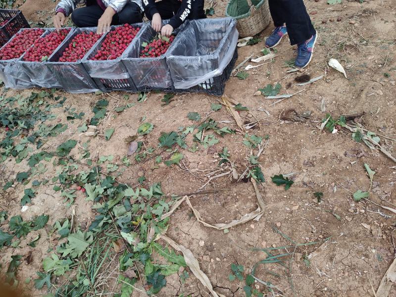 精品山楂，大量上市，原产地货源，有感兴趣的老板来聊