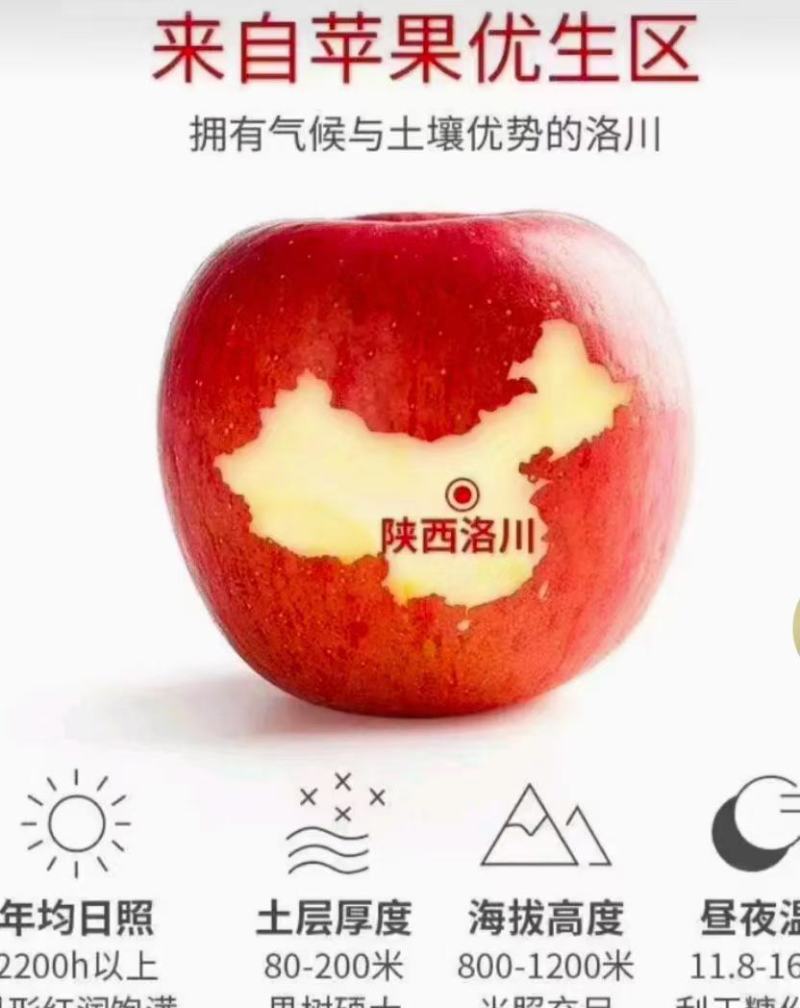 正宗洛川苹果一件代发
