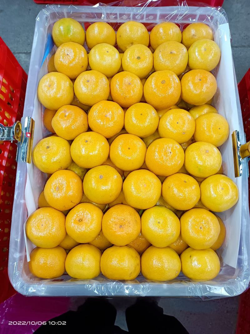 普早蜜桔，预售中，产地直发，提供洗果打蜡分级，视频看货，