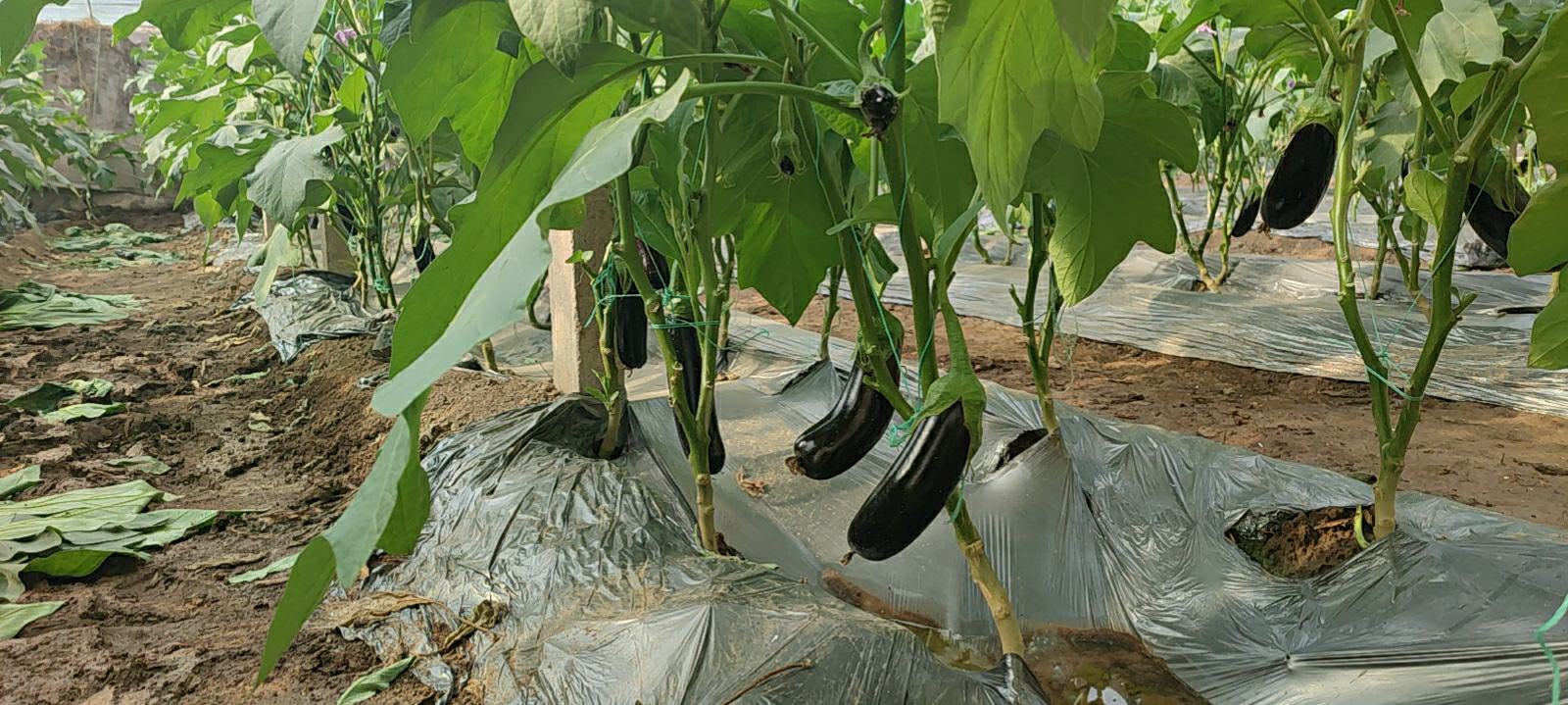 南非醉茄植株全貌