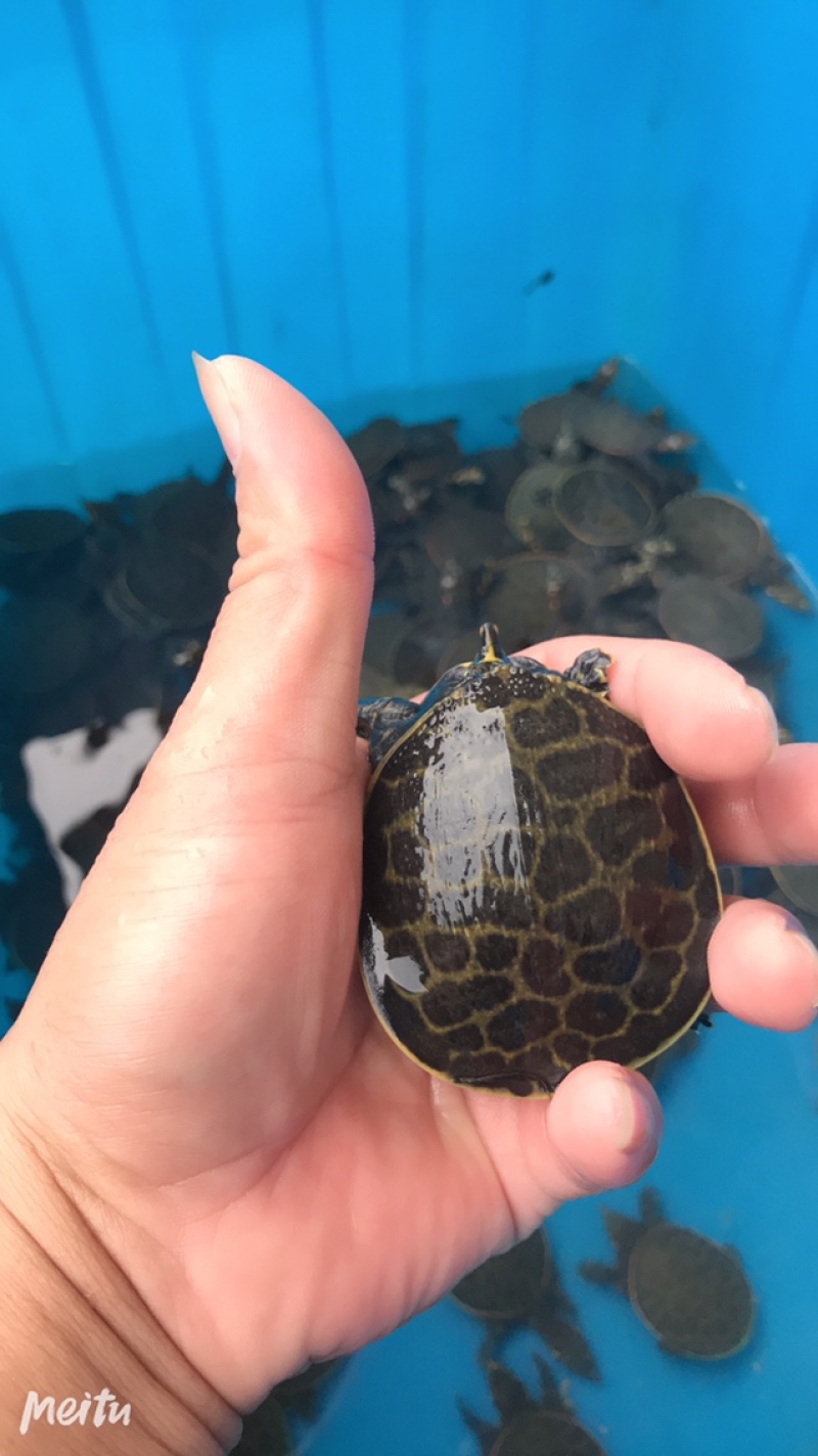 外塘甲鱼苗小甲鱼苗水鱼苗王八苗珍珠鳖苗生态养殖免邮