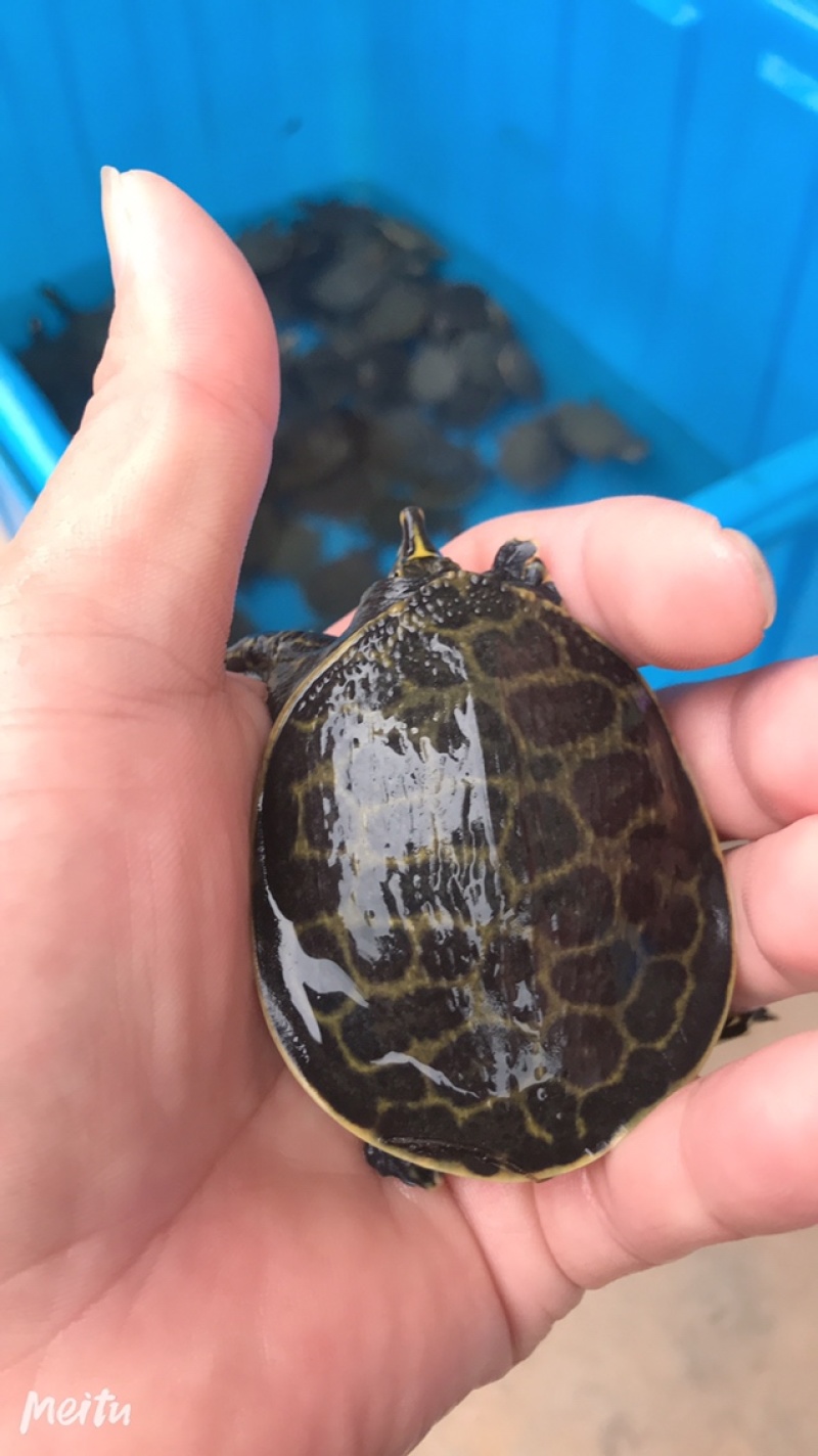 外塘甲鱼苗小甲鱼苗水鱼苗王八苗珍珠鳖苗生态养殖免邮