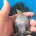 外塘甲鱼苗小甲鱼苗水鱼苗王八苗珍珠鳖苗生态养殖免邮