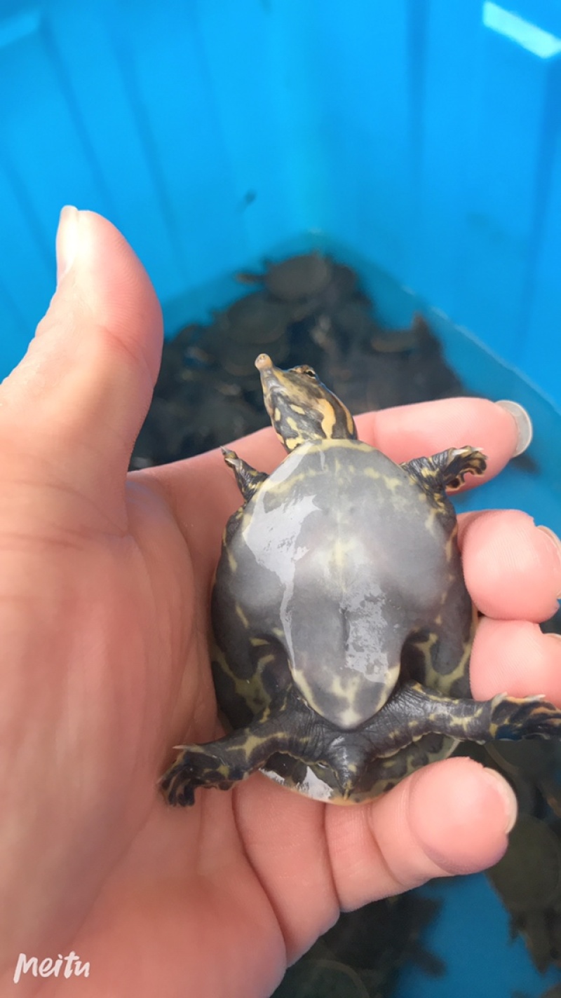 外塘甲鱼苗小甲鱼苗水鱼苗王八苗珍珠鳖苗生态养殖免邮