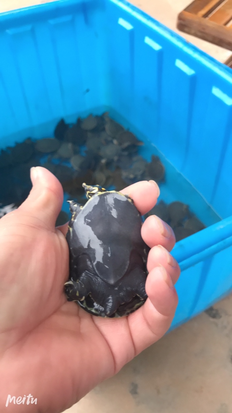 外塘甲鱼苗小甲鱼苗水鱼苗王八苗珍珠鳖苗生态养殖免邮
