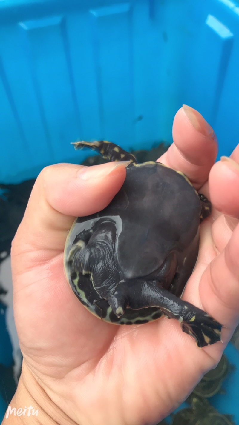 外塘甲鱼苗小甲鱼苗水鱼苗王八苗珍珠鳖苗生态养殖免邮
