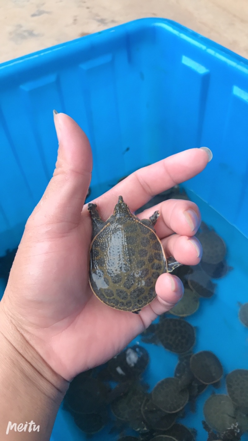 外塘甲鱼苗小甲鱼苗水鱼苗王八苗珍珠鳖苗生态养殖免邮