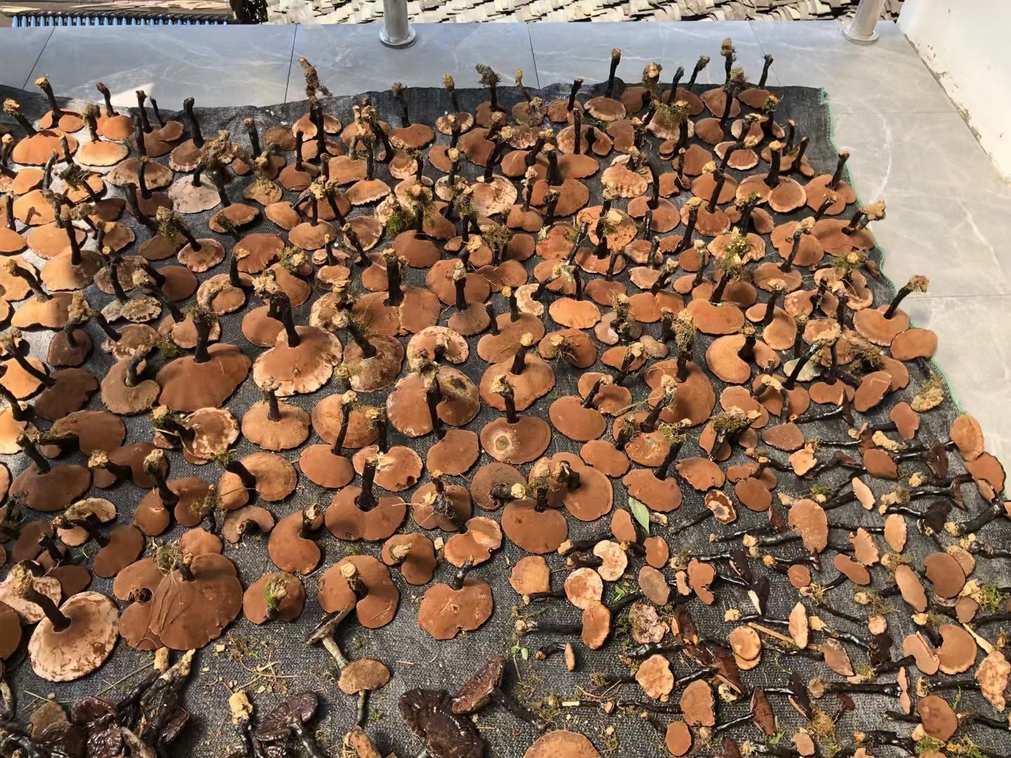 浙贝母产品展示