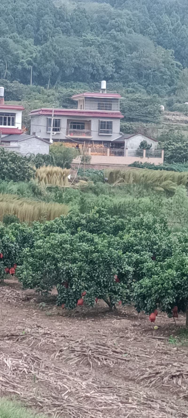 扫把原料，