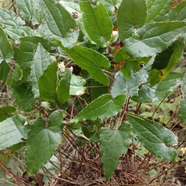 仙灵脾(淫羊藿)