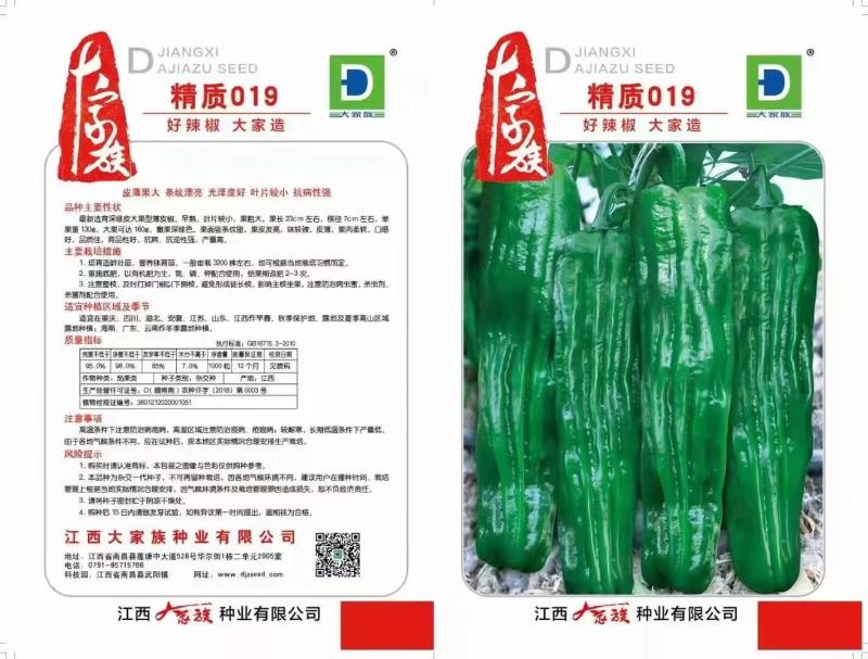 辣椒种子大家族种业精致018大果薄皮椒微辣中等抗病强辣椒
