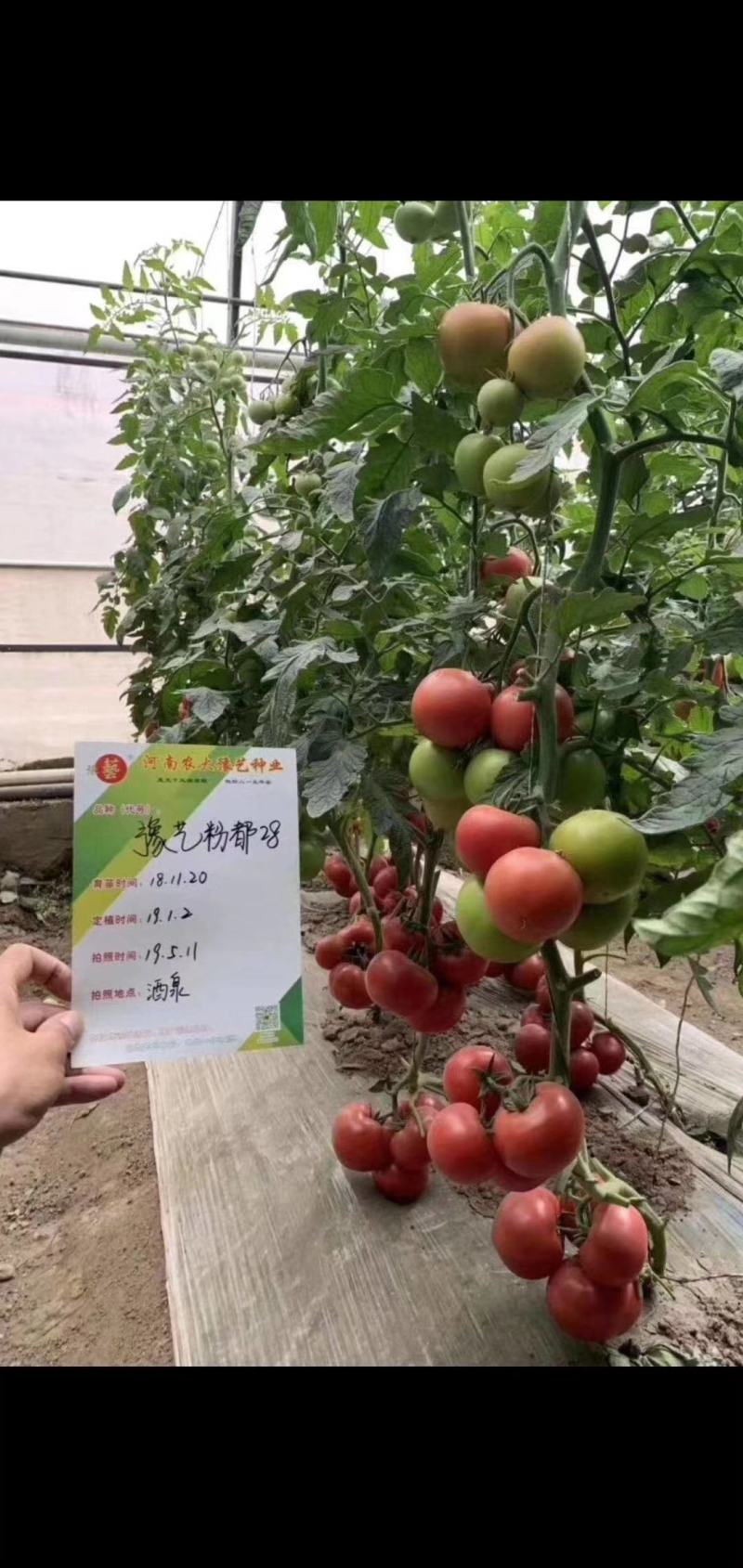 粉都28西红柿种子番茄种子大果高产早春露地种植口感好抗病