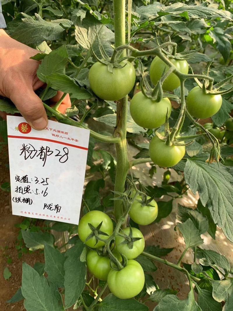 粉都28西红柿种子番茄种子大果高产早春露地种植口感好抗病