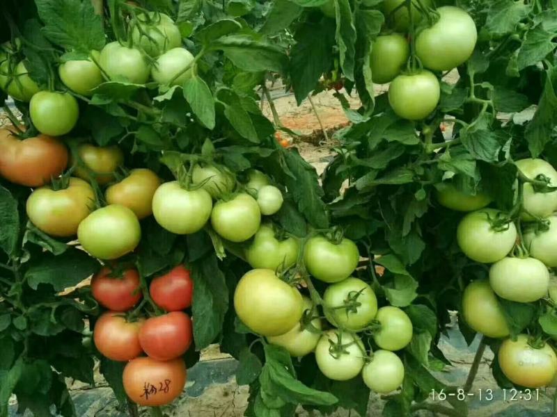 粉都28西红柿种子番茄种子大果高产早春露地种植口感好抗病