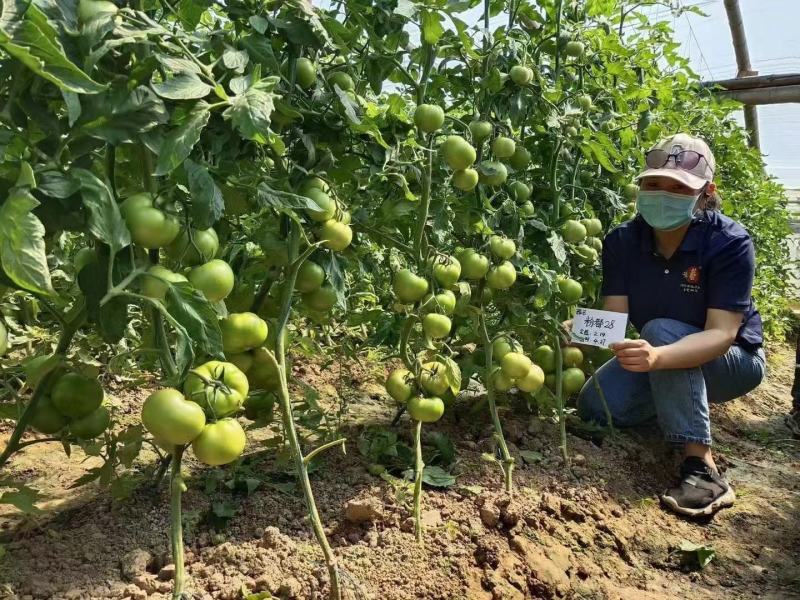 粉都28西红柿种子番茄种子大果高产早春露地种植口感好抗病