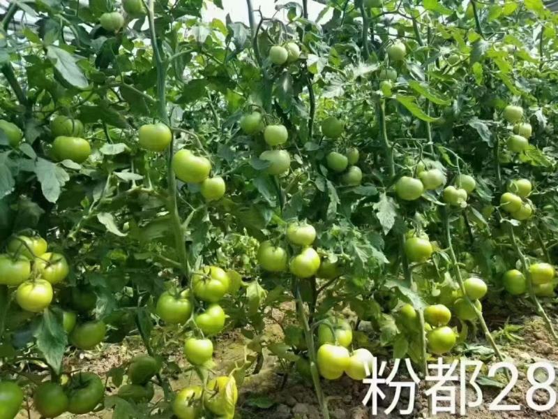粉都28西红柿种子番茄种子大果高产早春露地种植口感好抗病