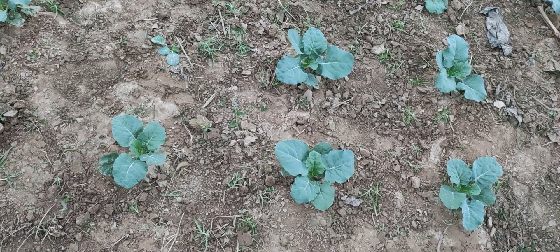 西兰花种子与播种示意图