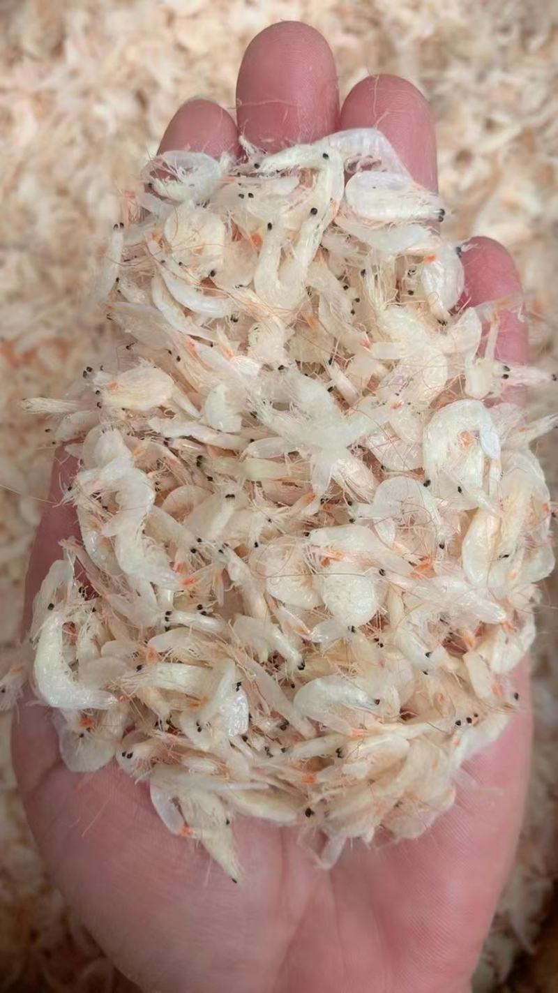 虾米