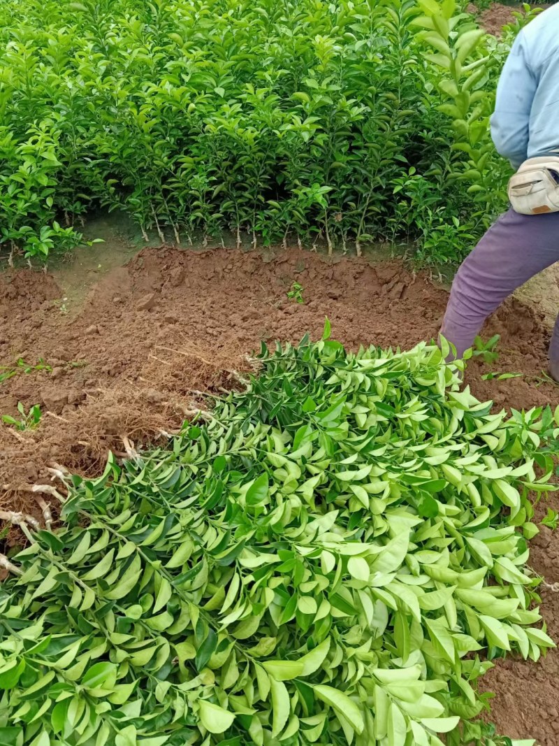 药枳壳苗药柑苗川药枳壳苗嫁接药枳壳苗品质保证签合同