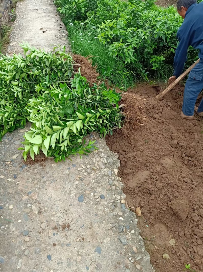药枳壳苗药柑苗川药枳壳苗嫁接药枳壳苗品质保证签合同