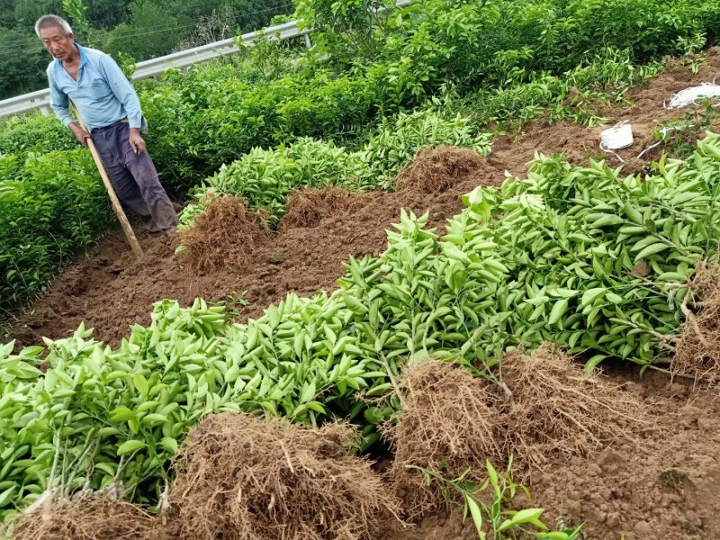 药枳壳苗药柑苗川药枳壳苗嫁接药枳壳苗品质保证签合同