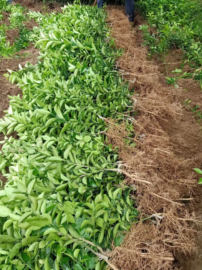 药枳壳苗药柑苗川药枳壳苗嫁接药枳壳苗品质保证签合同