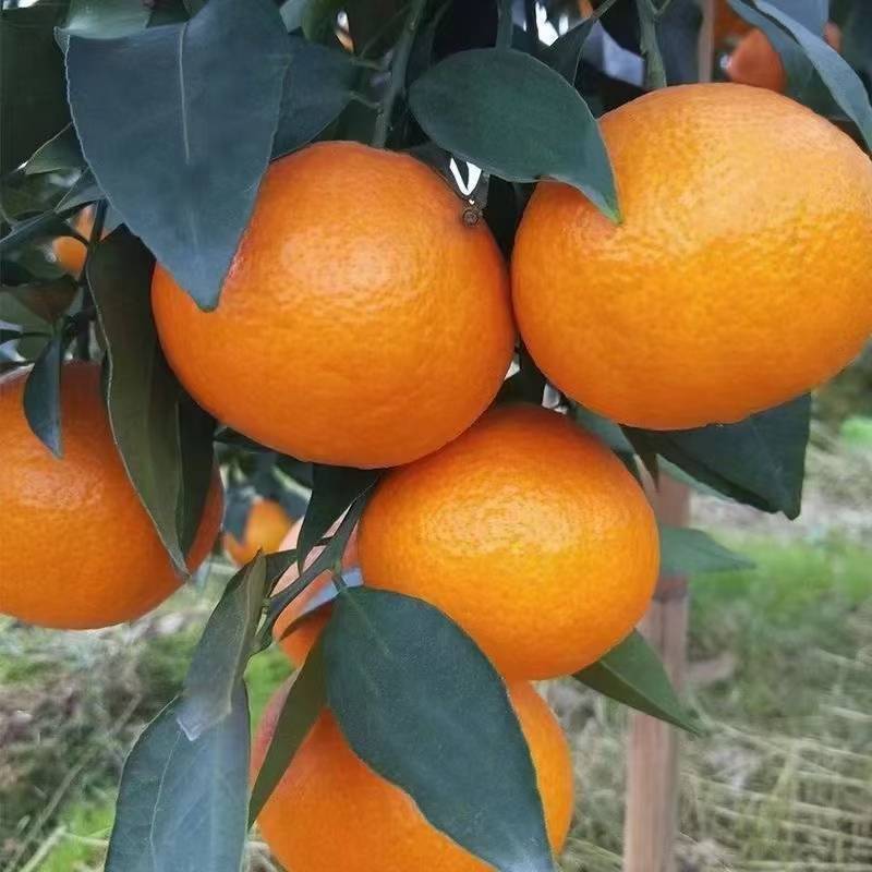 资阳市爱媛38果冻橙大量上市，欢迎咨询购买