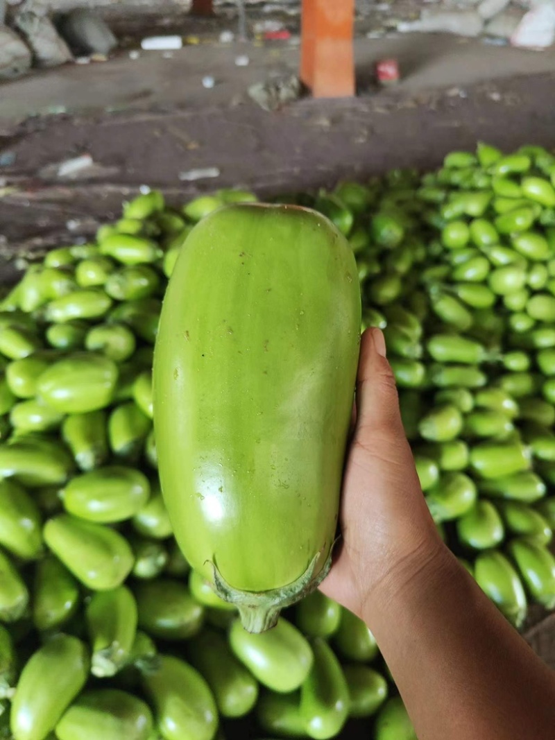 【产地直供】青茄，对接各大商超，批发商，欢迎前来采购