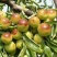 沾化冬枣一代、二代，现已进入低温正是冬枣脆甜可口的时候