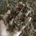 (热销)鱼腥草产地四川产地大货量多从优实物拍摄祥泰药材
