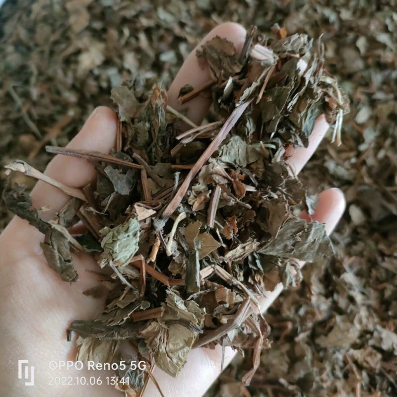 （热销）鱼腥草产地四川产地大货量多从优实物拍摄祥泰药材