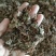 (热销)鱼腥草产地四川产地大货量多从优实物拍摄祥泰药材