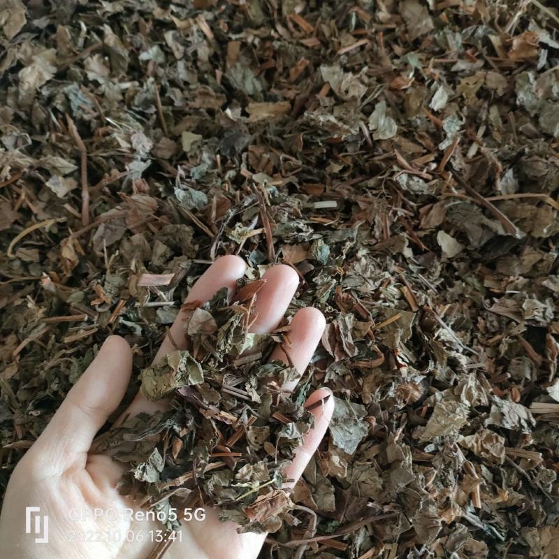 （热销）鱼腥草产地四川产地大货量多从优实物拍摄祥泰药材